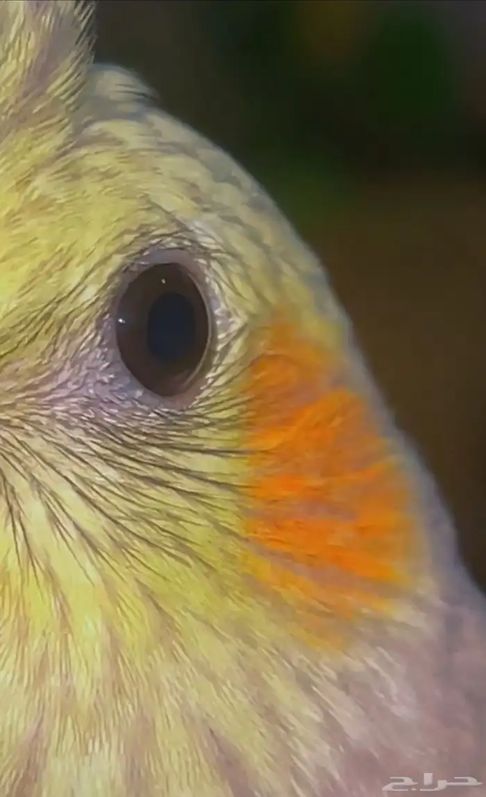 كروان أليف حمامه ومفطوم تم البيع 0