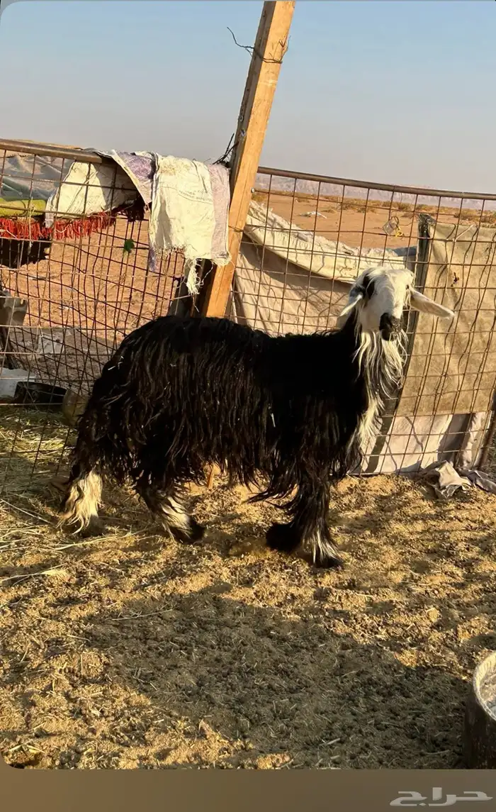 للبيع نجديه ثنيه دافع 0