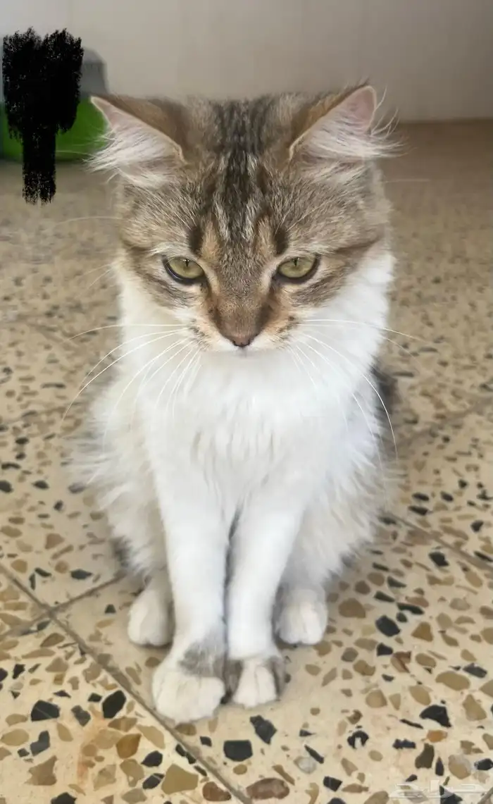 قطط للتبني 1
