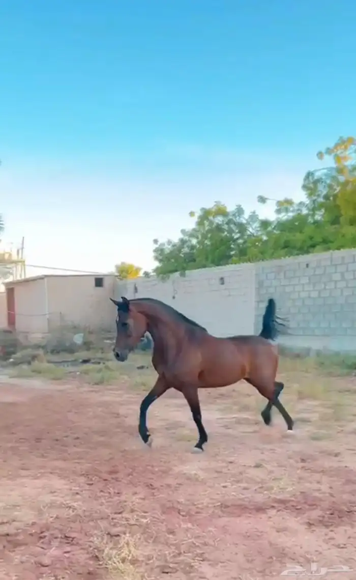 فرس شيخة لقاح 4