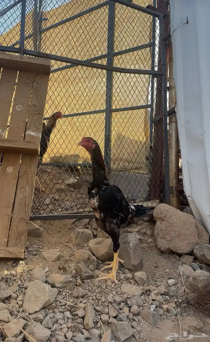 ديوك شامو 1