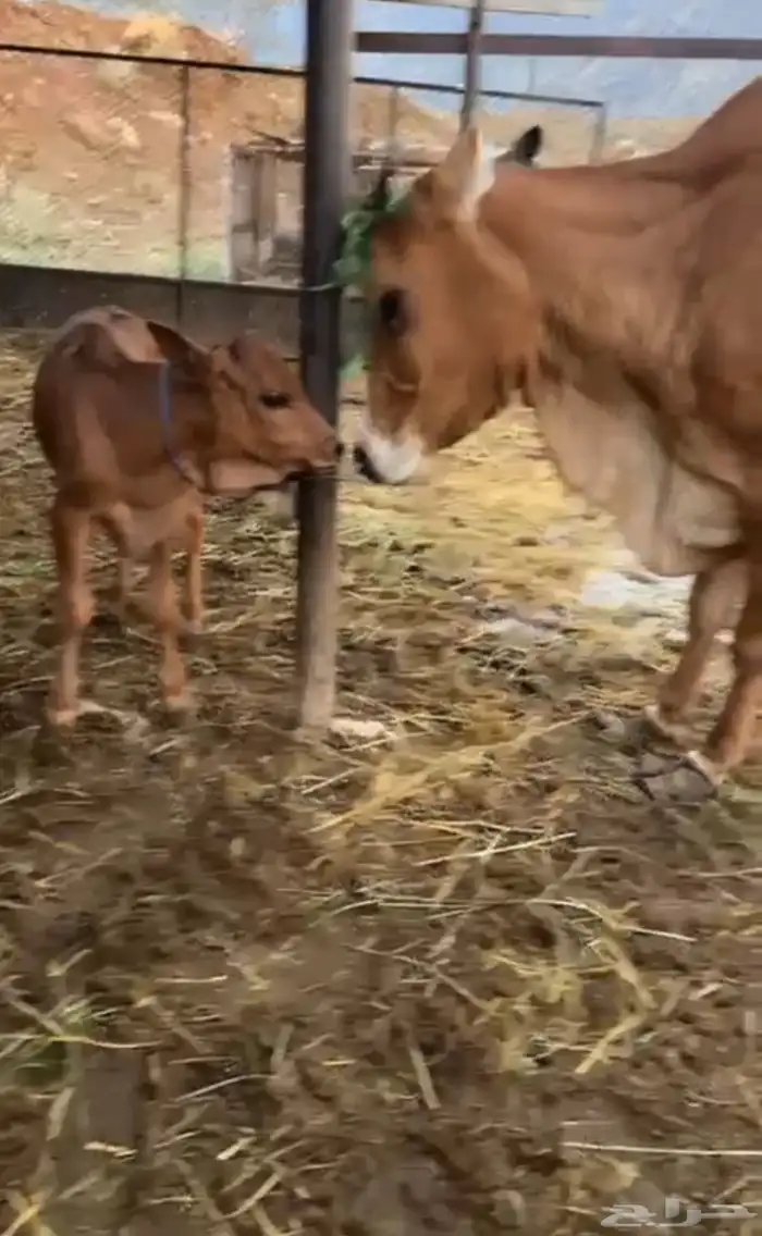 بقره كفو حليب كل شي كفو 2