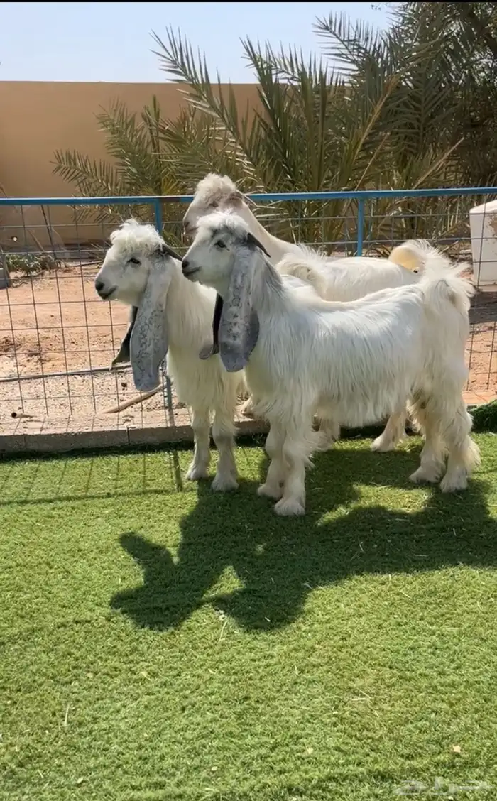 فحول عوارض بيض صنف نادر خصمم تم البيع 0