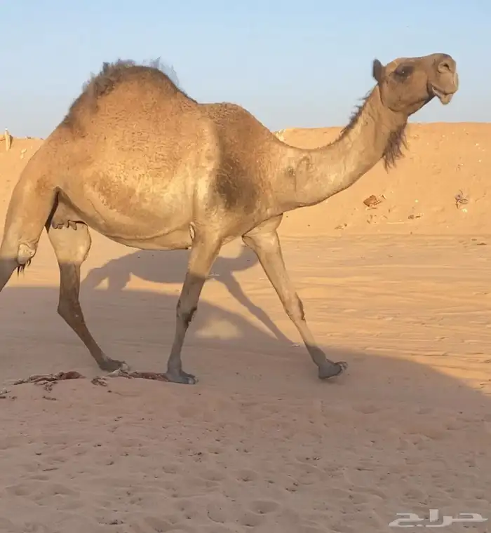 للبيع ضروبه طيبه 0