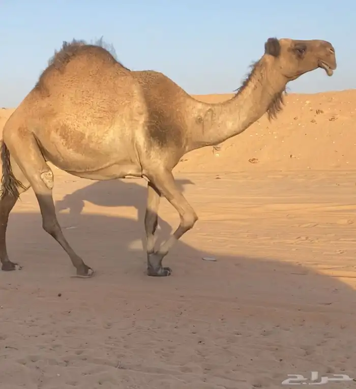 للبيع ضروبه طيبه 1