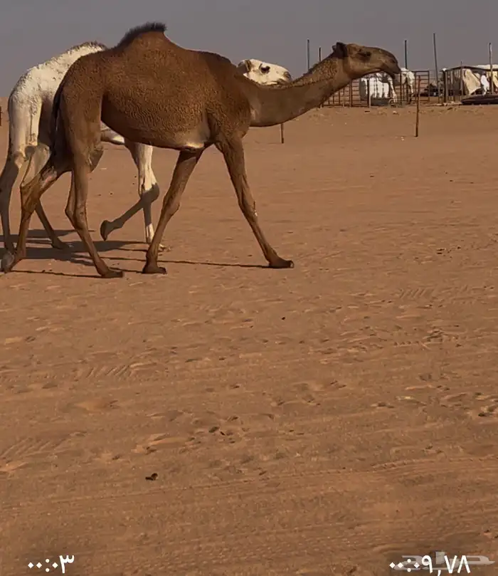 صفراء حقه دبيانيه 0