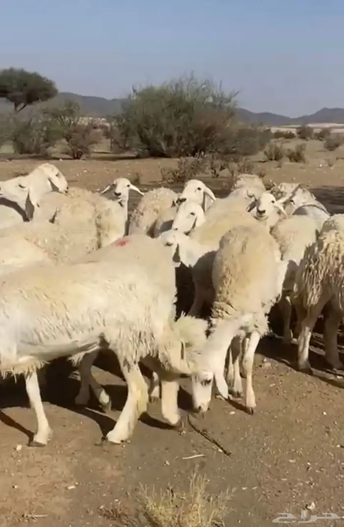حريات صنف 11