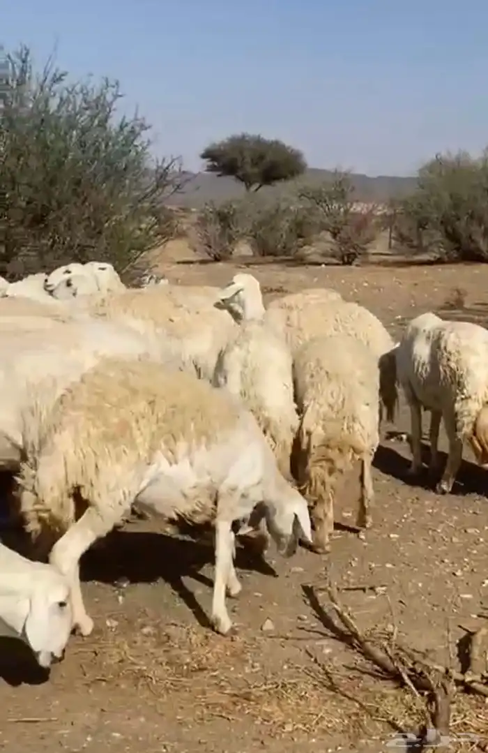 حريات صنف 14