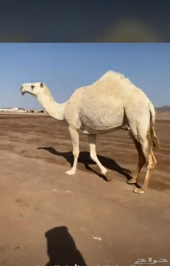 اناقه الضريبة سنها سديس 0