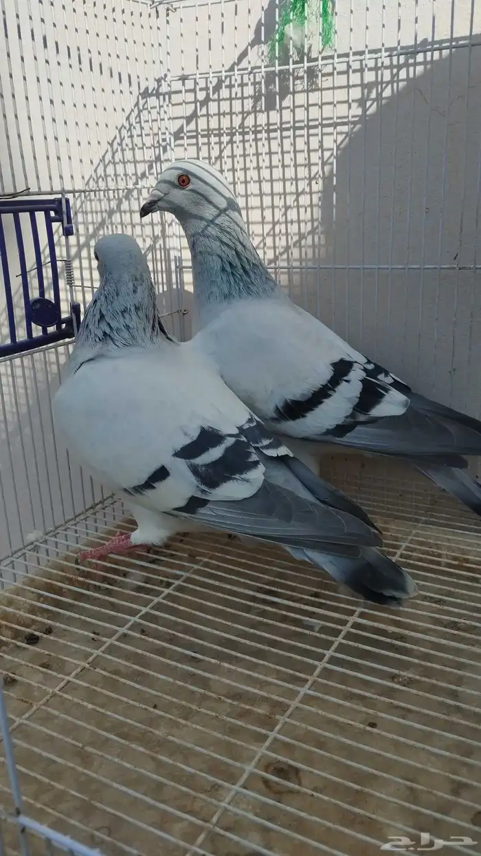 جوز زاجل فواتح 5