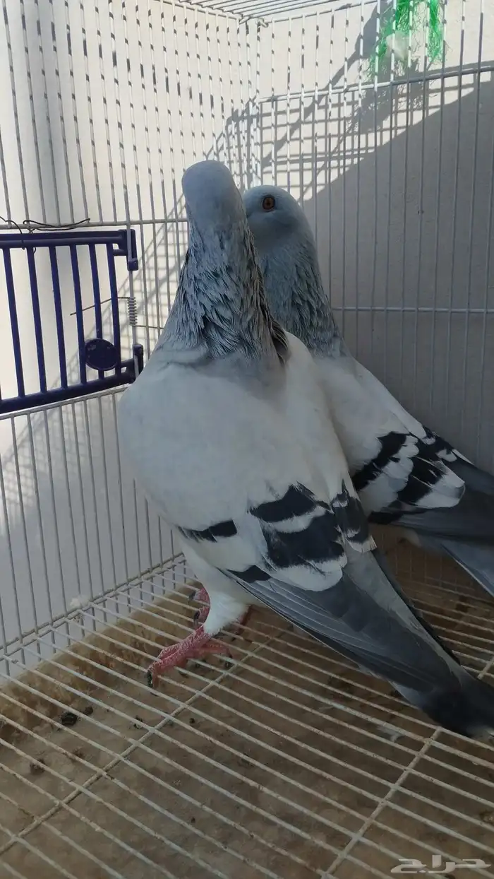 جوز زاجل فواتح 7