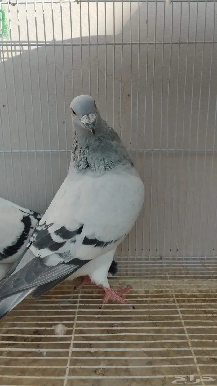 جوز زاجل فواتح 6