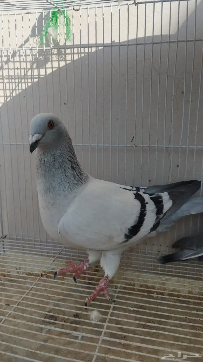 جوز زاجل فواتح 3