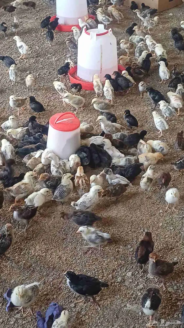 صوص دجاج بلدي 0