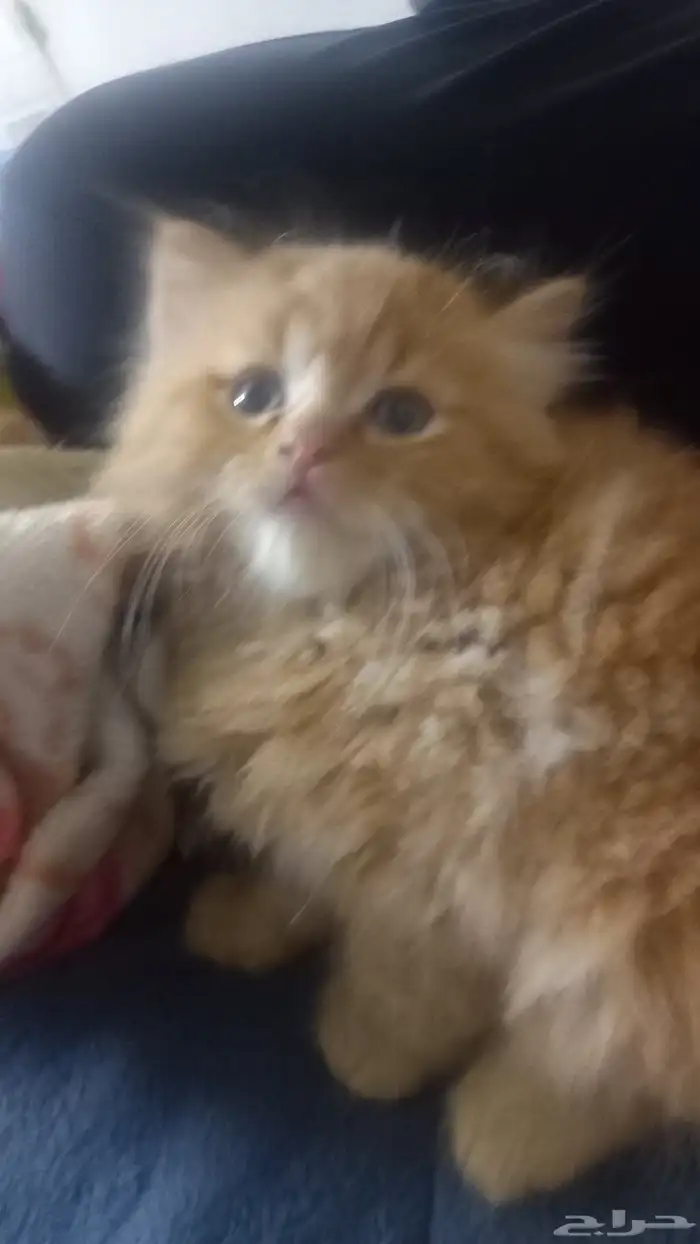 بيع قطه عمر شهر واسبوعين 2