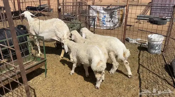 حريه صنف معها 3 1