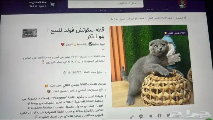 قط سكوتش فولد بلو للبيع 2