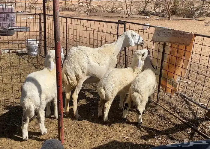 حريه صنف معها 3 2