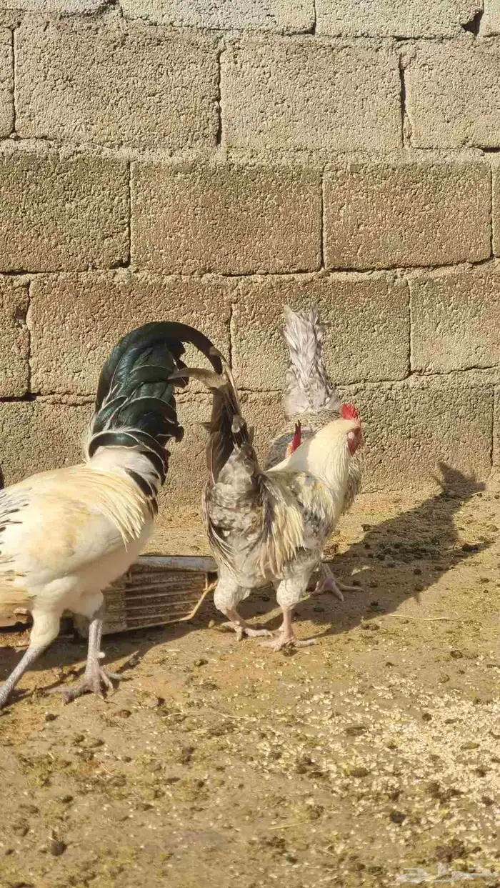 ديوك بلدي 0