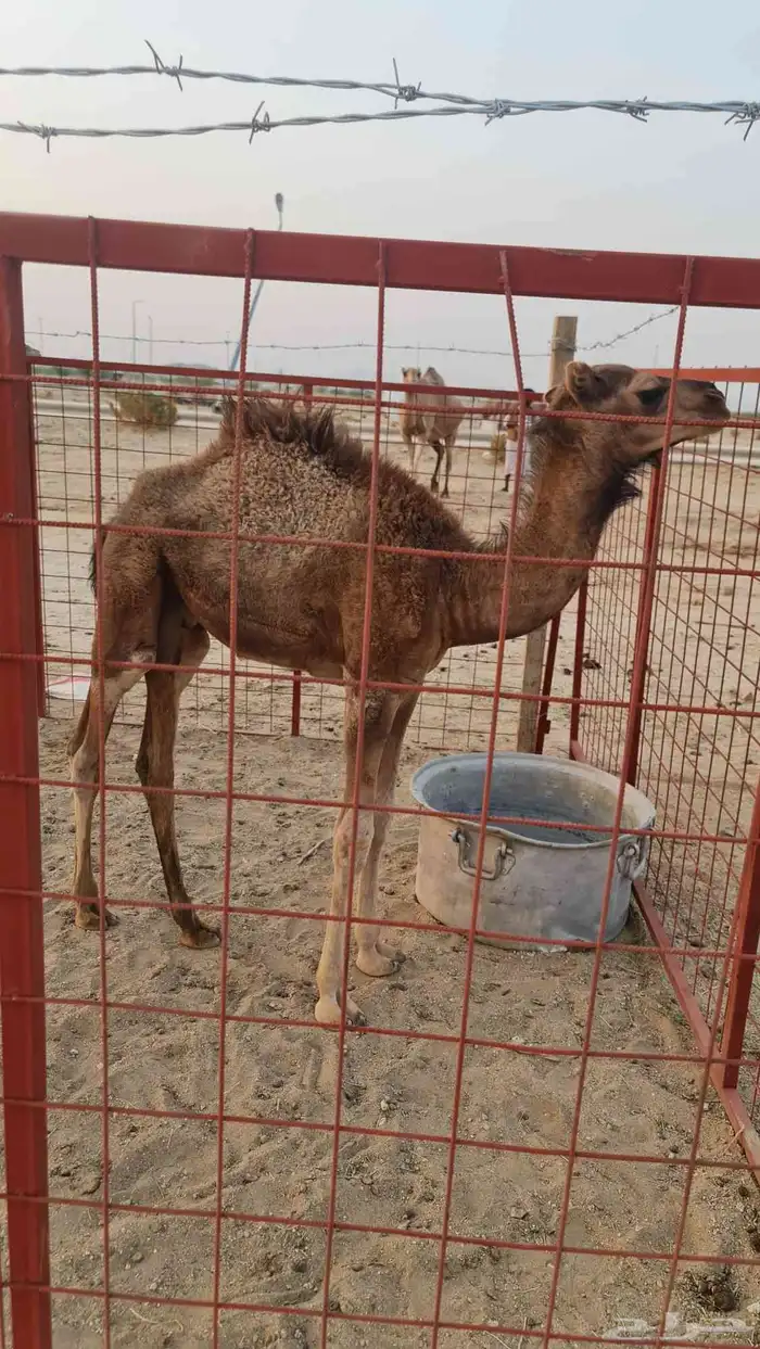 ناقه خلفة مصغر 5