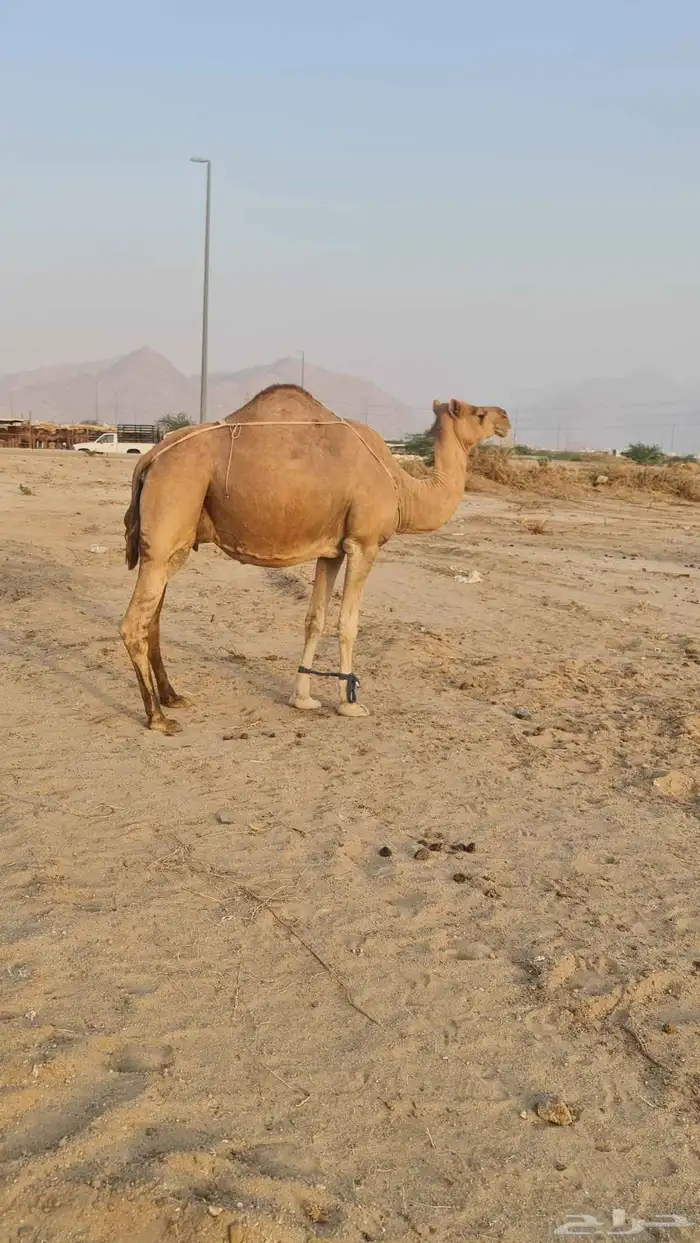 ناقه خلفة مصغر 6