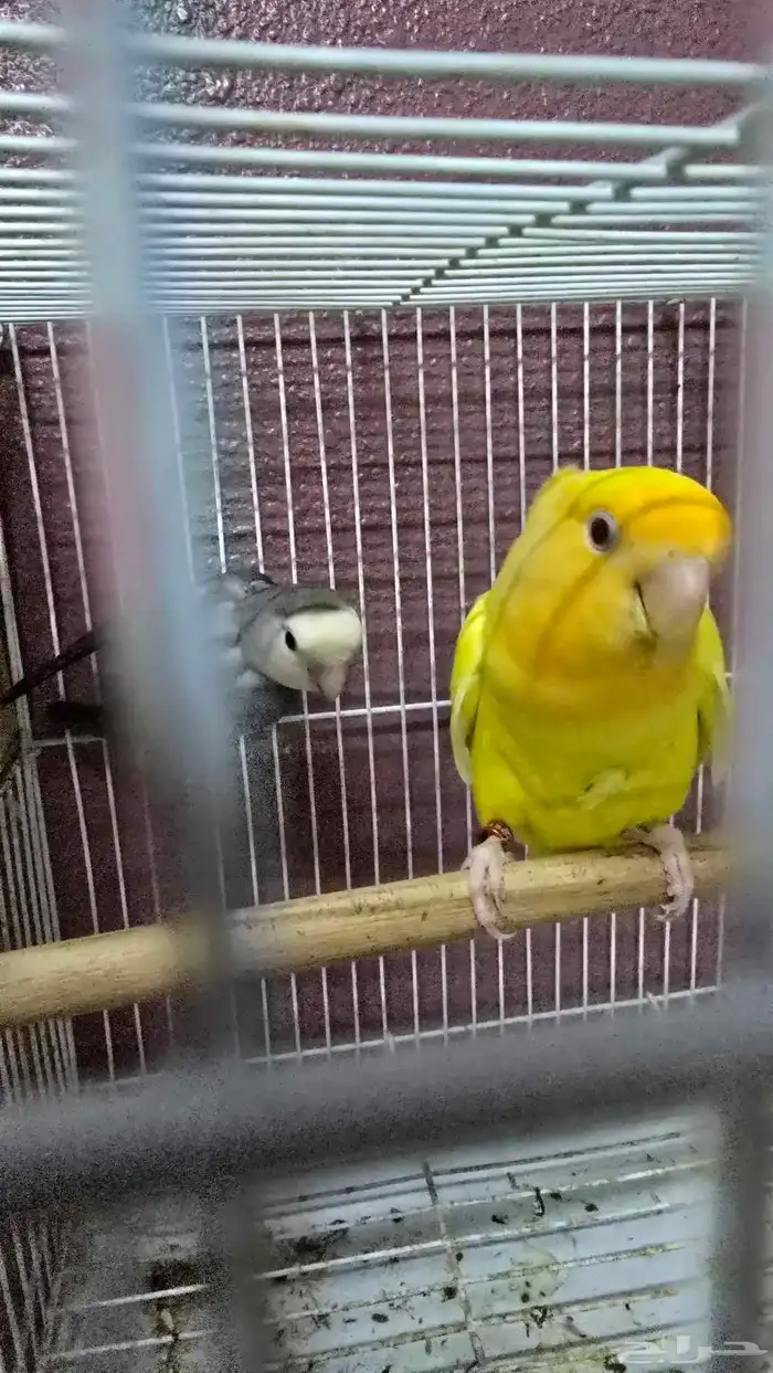 جوز روز منتج للبيع ( تم البيع ) 0