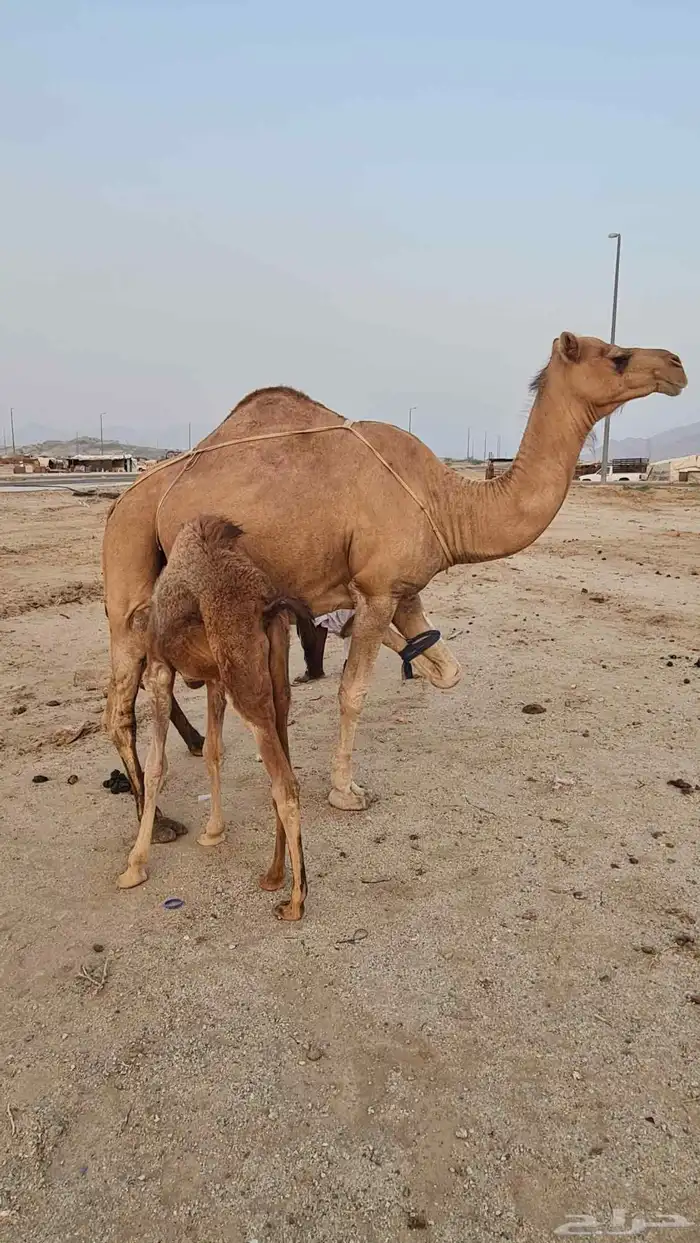 ناقه خلفة مصغر 2