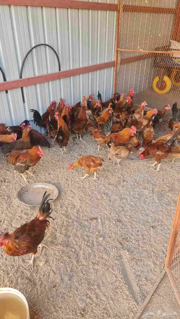 دجاج فرنسي للبيع مع الديكة للبيع 0