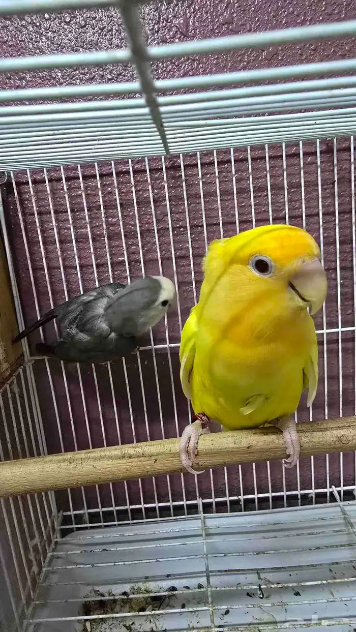 جوز روز منتج للبيع ( تم البيع ) 1