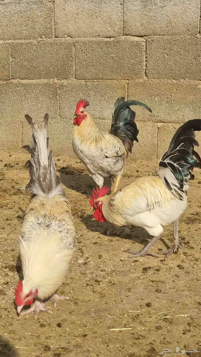ديوك بلدي 1