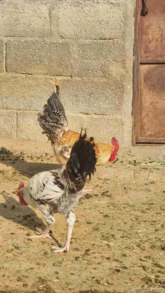 ديوك بلدي 2