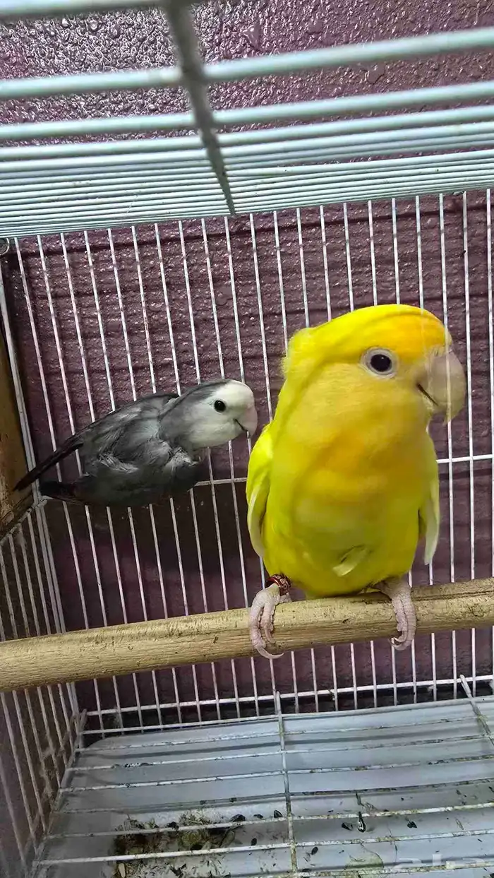 جوز روز منتج للبيع ( تم البيع ) 2