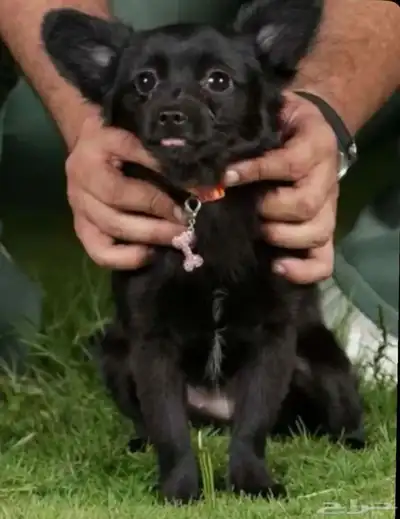 كلب شيواوا للبيع index