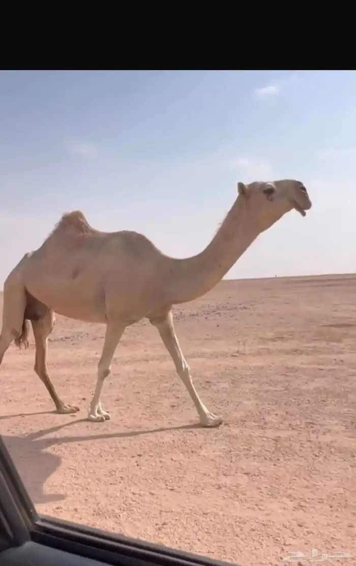 للبيع البكره والخلفه وقعدان 3