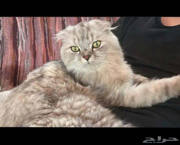 ذكر وانثى للتبني 0