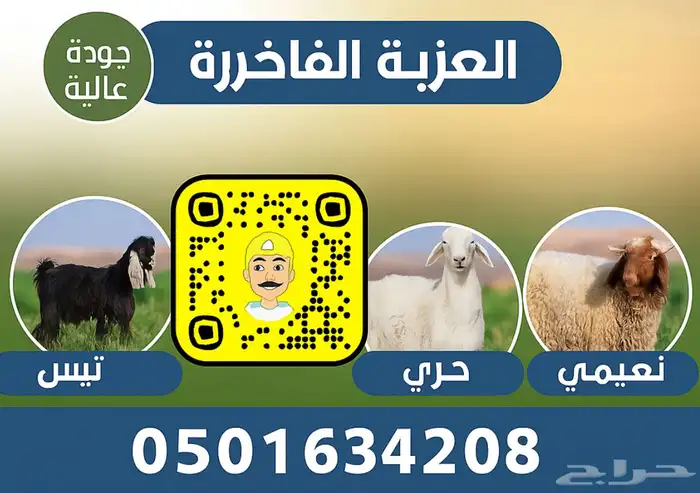 طليان سواكن فل شحم مرابي اربع شهور 0