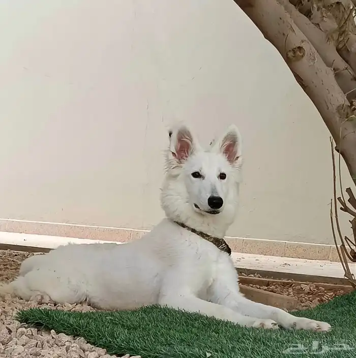 وايت جيرمن شيبرد مدربه 1