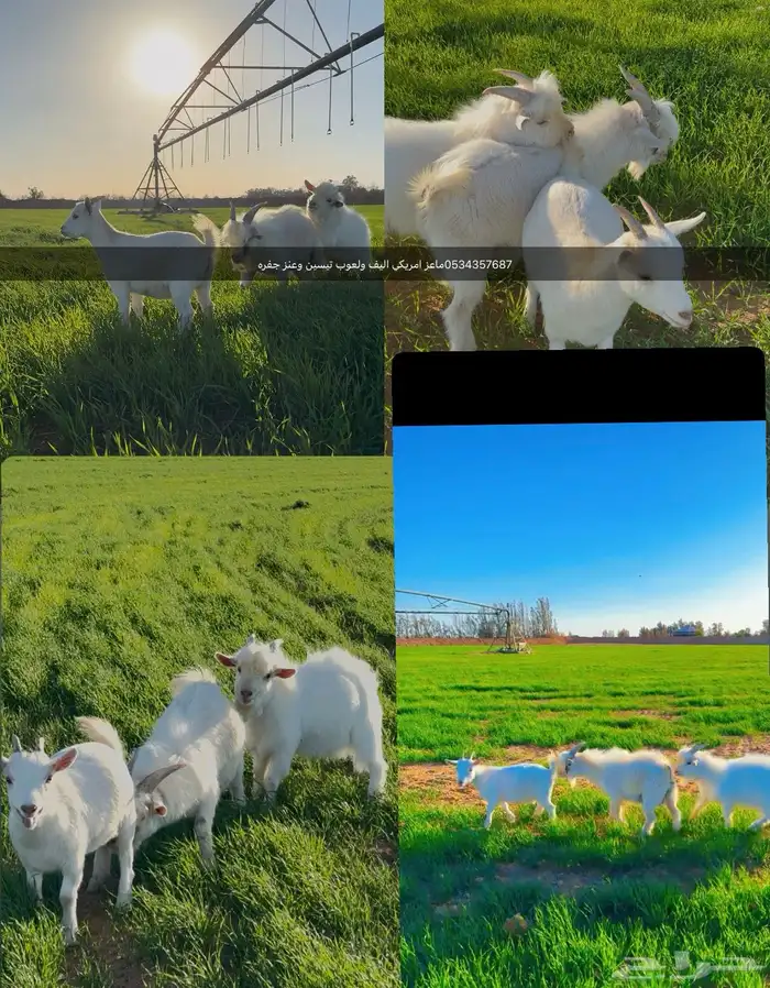 ماعز قزم امريكي عنز وتيسين اليف ولعوب . 0