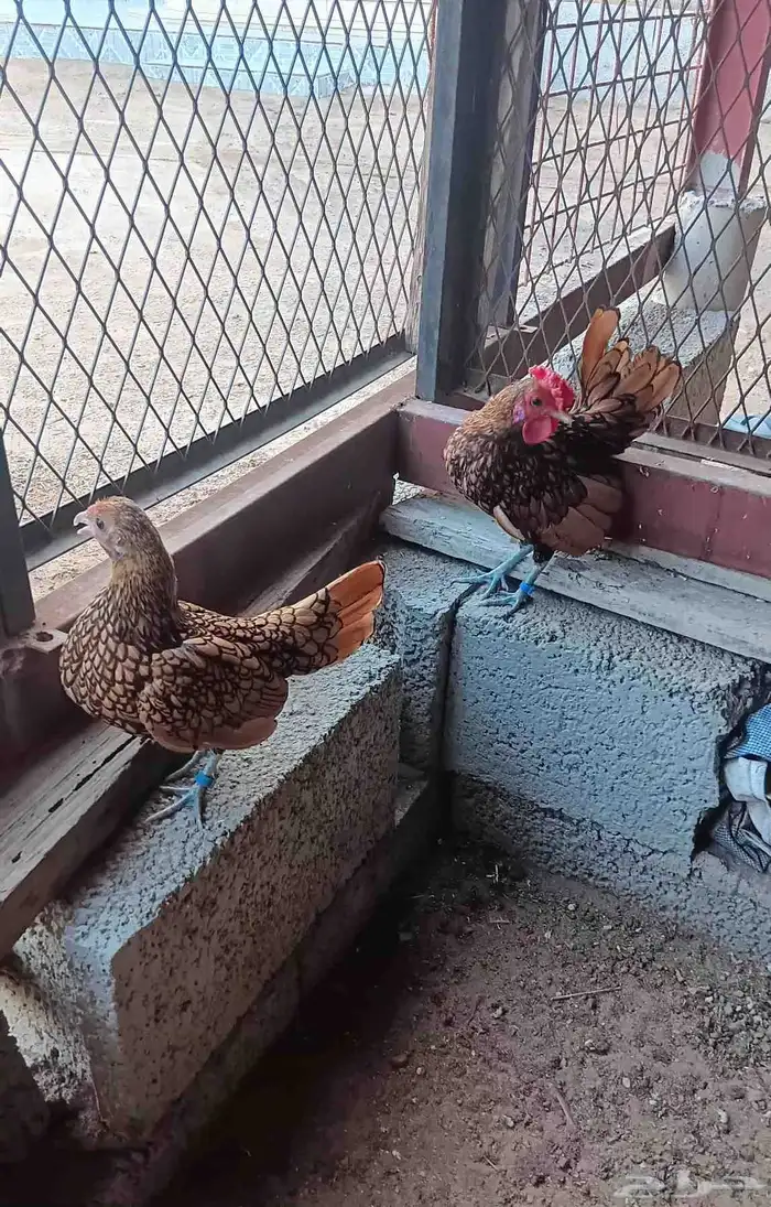 دجاج سبرايت نحاسي 1