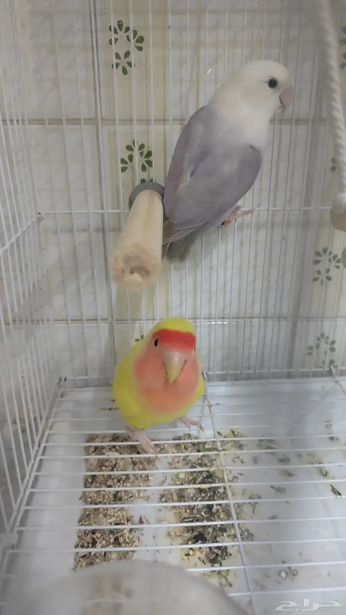 عصافير 0