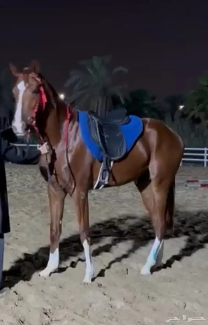 حصان ركوب للبيع 0