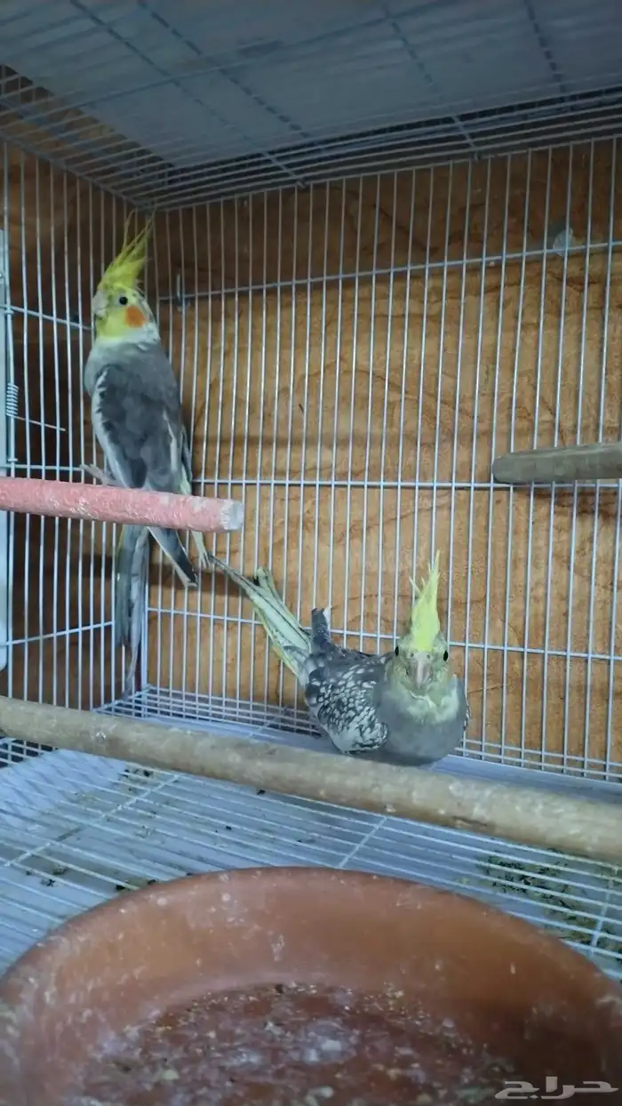 Pair of tamed singing cockatiels 2