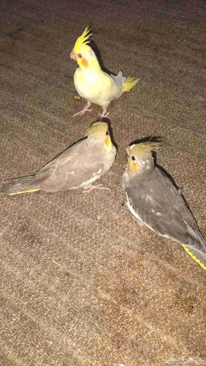 Pair of tamed singing cockatiels 4