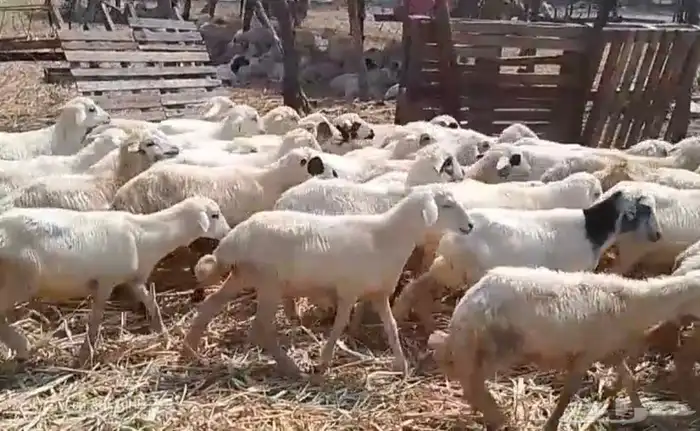 رخال مهجن حري من 470 2