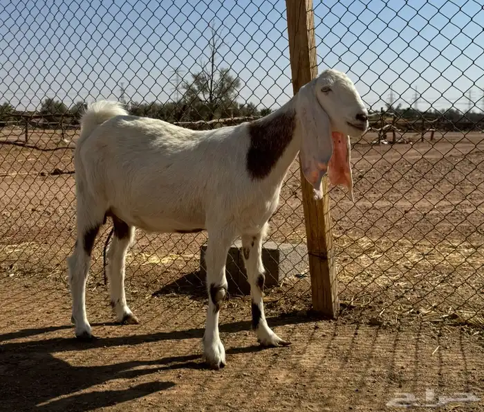 بيعن الله يبارك له معزا مطورات ولد حليب وافر 2