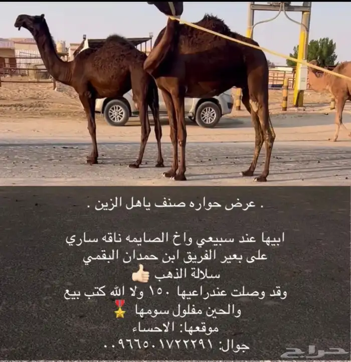 مفروه فردي 1