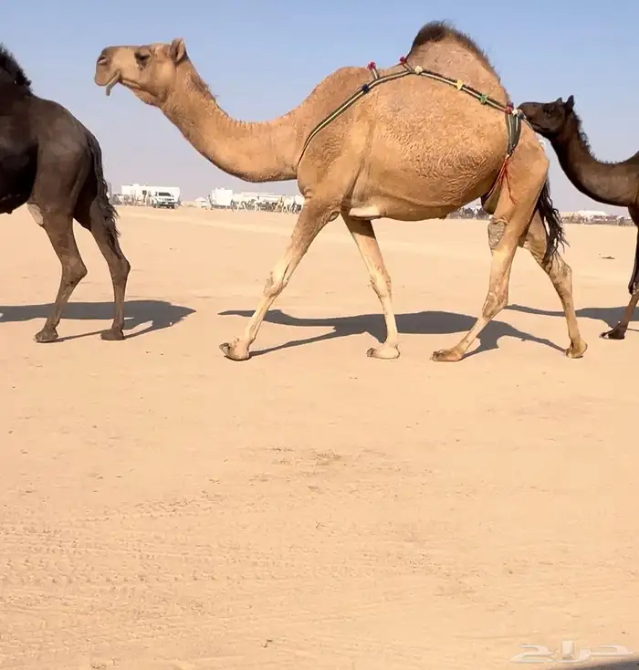 للبيع حمرا كفو جدا عشرا ضروبه 0