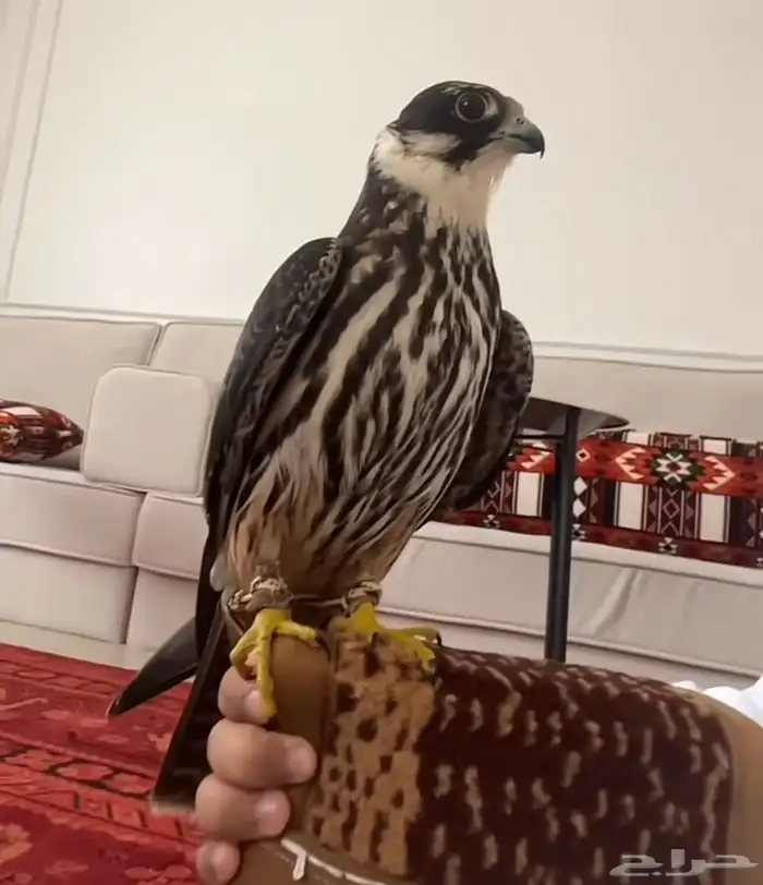 مطلوب بكه او جليميه بدمام شرط صحه خاص مفتوح 0