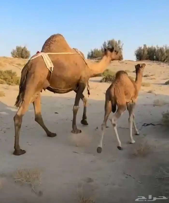 ناقه خلفه مصغر ام الحليب 0