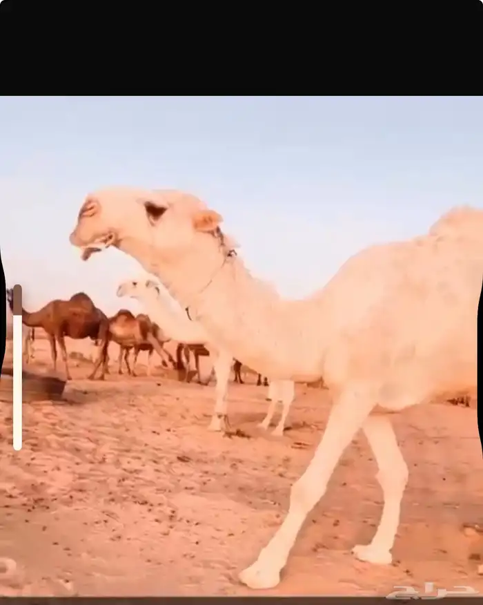 للبيع جمل 1